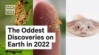 2022's Top Weirdest Earth Discoveries