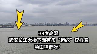 38度高温，武汉长江大桥下面有条“蟒蛇”穿梭着，场面神奇呀！