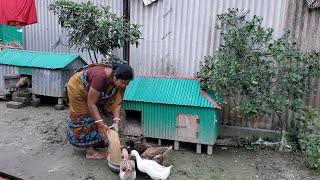 Bangladeshi Village Rainy Season in Bangladesh | Village Farmer Life | Our village Life