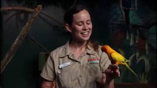 Parrot Conservation with Megan & Foster