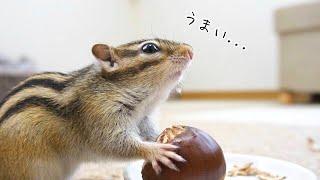 【シマリス】生まれてはじめて食べた栗が美味すぎて壊れてしまったリスがこちら...