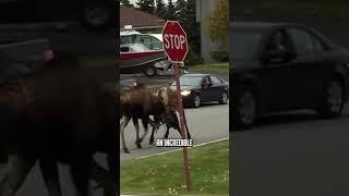  Moose vs. Moose  #wildlife