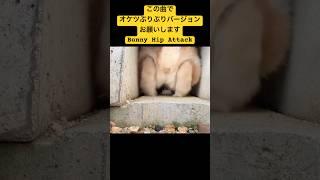 この曲でオケツぷりぷりバックバージョン見てみたい Bunny Hip Attack #うさぎ #rabbit #cute