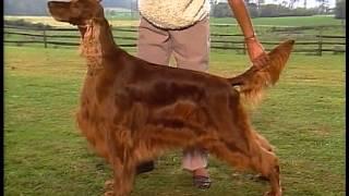 Setter Overview - AKC Dog Breed Series