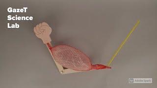 MAKE! arm muscle model