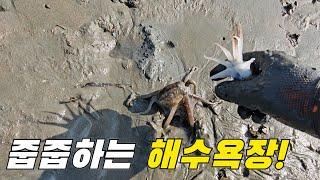 물빠지면 정신없이 줍줍한다는 유명한 해수욕장 +먹방 / ft. 하나개해수욕장