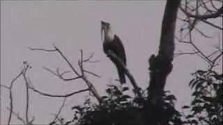 Three-wattled Bellbird: two Monteverde video views.