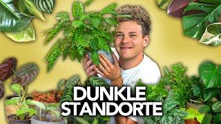 30 Zimmerpflanzen für DUNKLE STANDORTE | Joey's Jungle Plants