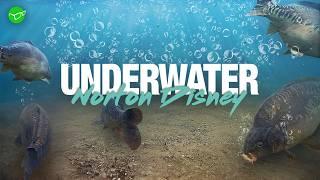 Korda UNDERWATER - Norton Disney | Carp Fishing 2024