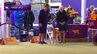 Finnish Spitz | Breed Judging 2024