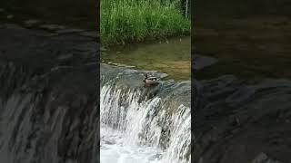 Patka na rubu, Samobor, Hrvatska / Duck on the edge, Samobor, Croatia #shorts #samobor #croatia