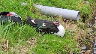 Young adult muscovy ducks