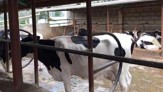 40 Dairy Cows With Each 40 Litres Vision and how Maggie Wendo Feeds and breeds her Cows towards That