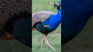 Peacock Pizzazz: Fun Facts About These Gorgeous Birds! 