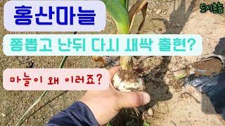 홍산 마늘 새싹 출현? 마늘이 왜 이러죠? 스펀지 마늘 뻥 마늘 농사는 어려워요 