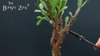 My Christmas Cactus Bonsai, The Bonsai Zone, Jan 2022