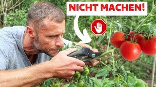 Tomaten NICHT kappen!  Das ist der Grund ...