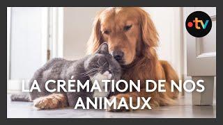 La crémation des animaux de compagnie en plein essor