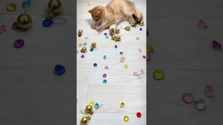  ️ Funny Cat Reverse Video ASMR  #relievestress #satisfying