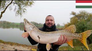 Pecanje stuke na jezeru Hidegvölgyi Horgásztó u Madjarskoj - Pike Fishing at Hidegvölgyi Horgásztó