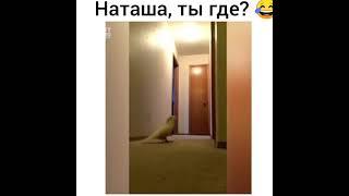 Наташа,ты где?...