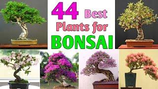 44 Best Plants for Bonsai | Best trees for Bonsai | Plant and Planting