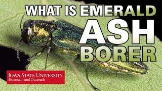 What is Emerald Ash Borer