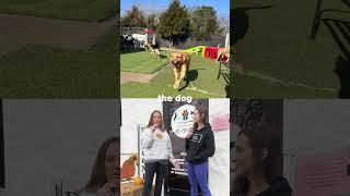 Pawz N Clawz Doggie Daycare in Cleveland Tennessee