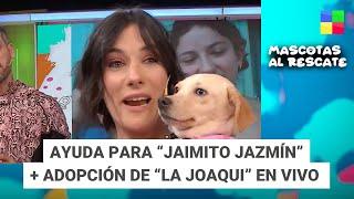 Ayuda para “Jaimito Jazmín”+ Adopción de “La Joaqui” #MascotasAlRescate | Programa (22/09/2024)