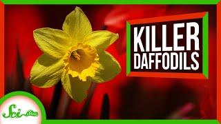 Good News: Daffodils Are The Worst