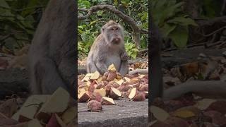 Sacred Monkey Forest Sanctuary / Ubud, Bali, Indonesia