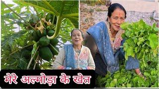 अल्मोड़ा में मेरी खेती ll Almora pahadi lifestyle Vlog #trending #pahadiiculture #almorauttarakhand