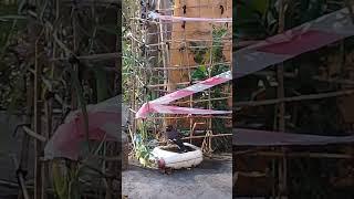 Cute Starling drinking water & taking bath | Autumn | Mountain Village | Nature Buddies #animals #uk