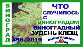  Май. Что СЛУЧИЛОСЬ с виноградом. Виноградный войлочный клещ, зудень. Обработка, диагностика.