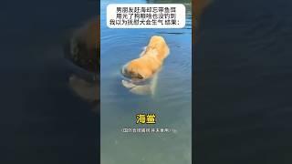 Dogs heal the world狗狗治愈世界#pets #international #travel