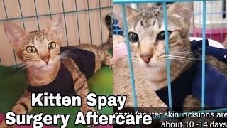 Cat Spayed Surgery Aftercare - Things You Should Do - CatsLifePH