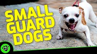 Top 7 Small Guard Dog Breeds That Pack a Protective Punch - Dogs 101