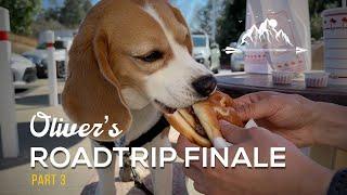  2023 road trip FINALE! Oliver goes to In-N-Out burger 