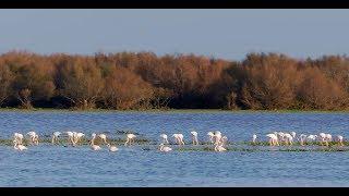 Doñana National Park, Spain (English version)