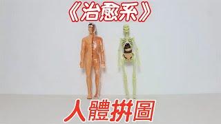 治愈系玩具：人體拼圖！學習身體構造【小海來了fly】