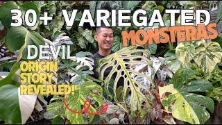 Monstera Devil Origin Story Revealed  Meet OVER 30 Types of NEW! Variegated Monsteras!