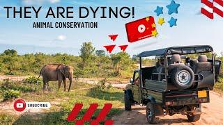 They are dying - Why animal conservation is important