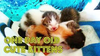 One Day Old Cute Kittens