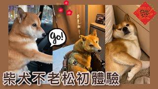 【柴犬呆萌】陪麻麻不老松按摩的一天 2023首部影片！