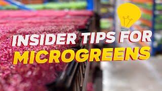 Cheers to Growth: Insider Tips for New Microgreens Farmers in 2024