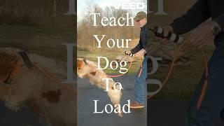 Teach Your Dog To Load/Kennel #shortvideo #shorts #short #bird dog