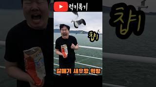 갈매기한테 새우깡을 입으로 먹이라고?! #mukbang #갈매기 #새우깡 #바다여행 #럭키록기