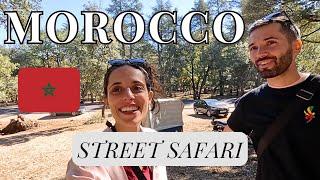 THE MOST RANDOM MOROCCAN STOP: MONKEYS OUTSIDE THE MEDINA | AZROU, MOROCCO TRAVEL GUIDE