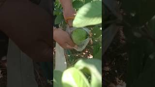 Ninja Farmer Cutting Guava Fruit #fruit #guavafruit  #cutting #fruit #freshfruit #fruits