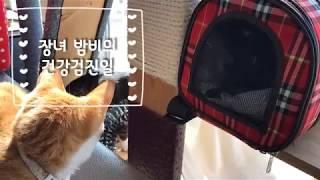 고양이의 건강검진. Cat's health checkup